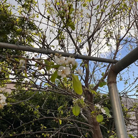 Stavroula's Garden Retreat *